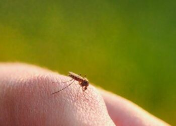 Cinci persoane infectate cu virusul West Nile, în ultima săptămână. 42 de cazuri au fost înregistrate din iunie până în prezent