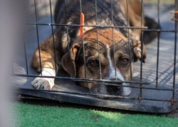 ASPA București organizează un târg de adopții online, dedicat în special câinilor seniori