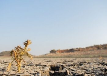 Peste 365 milioane de lei pentru fermierii afectați de seceta pedologică