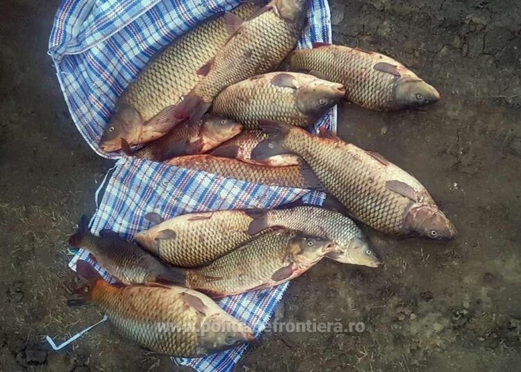 Polițiștii de frontieră din Berezeni au descoperit doi braconieri vasluieni pe raza localității Poșta-Elan