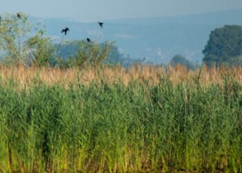 Guvernul a aprobat HG privind modalitatea de acordare a despăgubirilor pentru pagubele și/sau daunele produse de speciile de faună de interes cinegetic