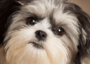 Directorul unei agenții imobiliare din Iran, arestat după ce a vândut un apartament unui câine!