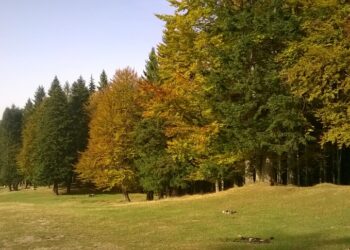 13 hectare de pădure urbană în trei orașe din România, cu bani europeni