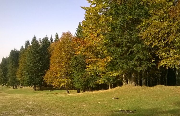 13 hectare de pădure urbană în trei orașe din România, cu bani europeni