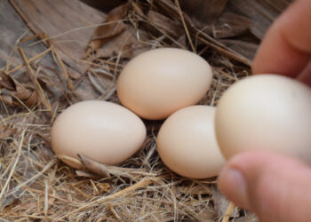 Olandezii sunt avertizați să nu mănânce ouăle găinilor de curte din cauza chimicalelor descoperite în urma unor controale