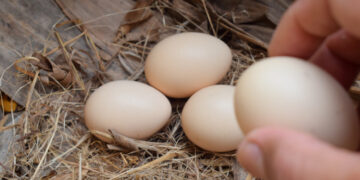 Olandezii sunt avertizați să nu mănânce ouăle găinilor de curte din cauza chimicalelor descoperite în urma unor controale
