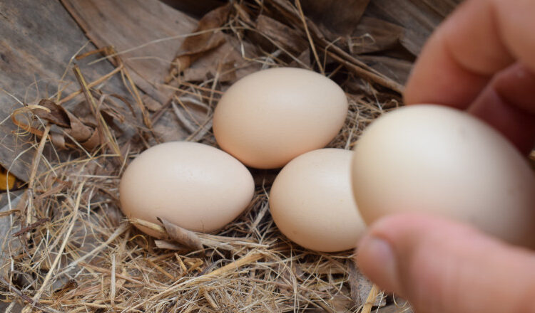 Olandezii sunt avertizați să nu mănânce ouăle găinilor de curte din cauza chimicalelor descoperite în urma unor controale