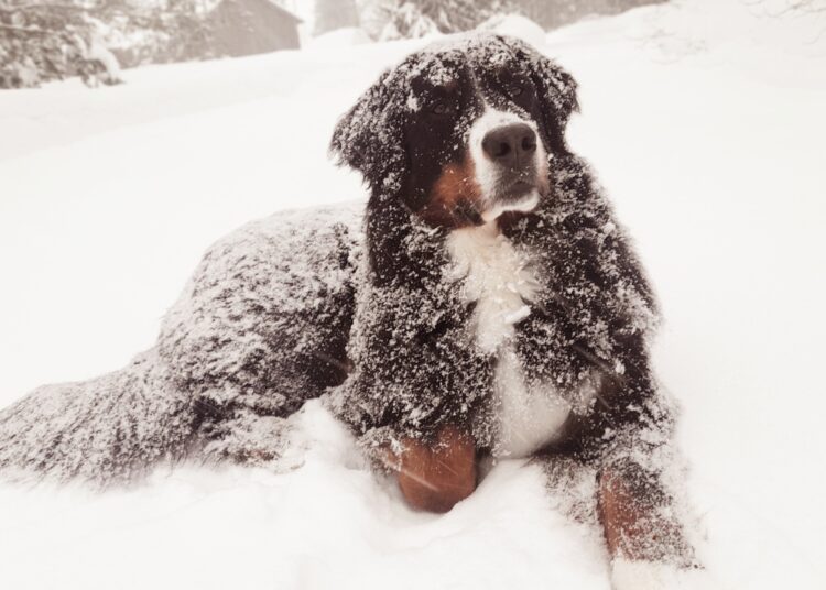 Animalele de companie în pericol iarna: ce spun studiile şi ce avem de făcut
